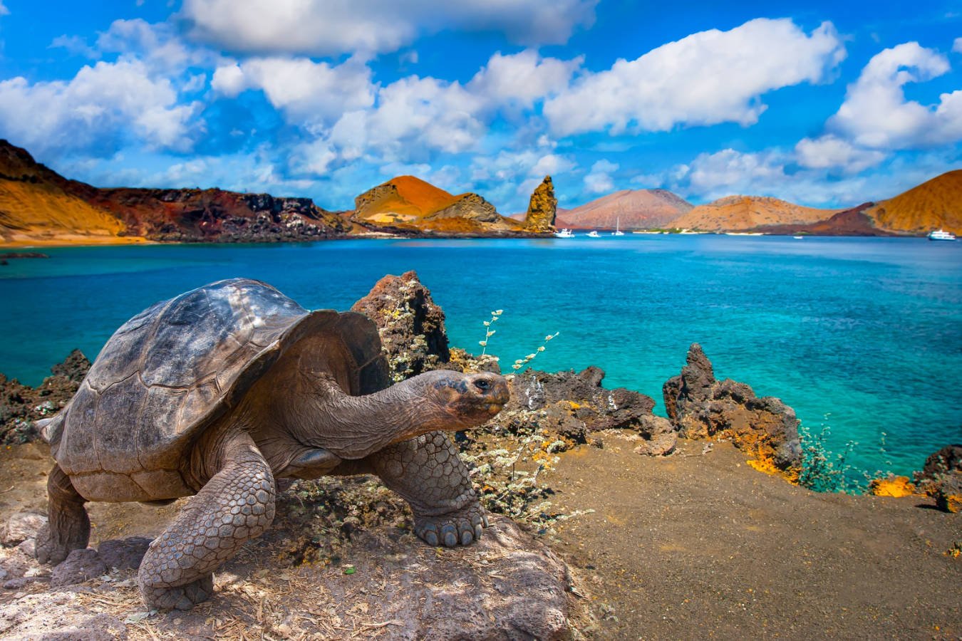 Inspirations young,woman,hiker,relaxing,on,the,trail,and,watching,volcano